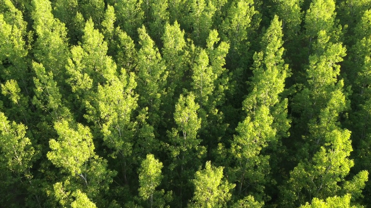 绿色的森林在春天，无人机pov空中拍摄郁郁葱葱的林地景观视频素材