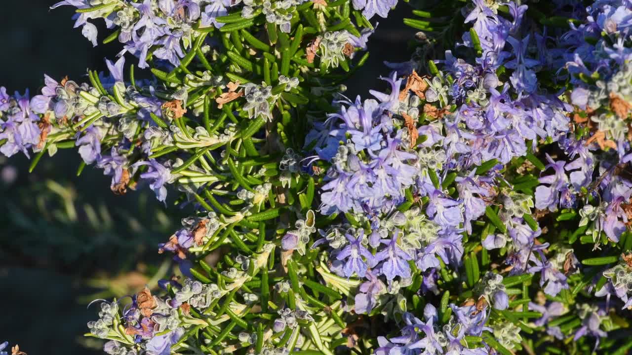 蜜蜂在迷迭香开花植物上的特写镜头视频素材