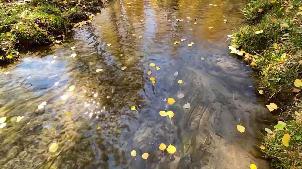 秋天的白杨树叶漂浮在山间溪流中视频下载