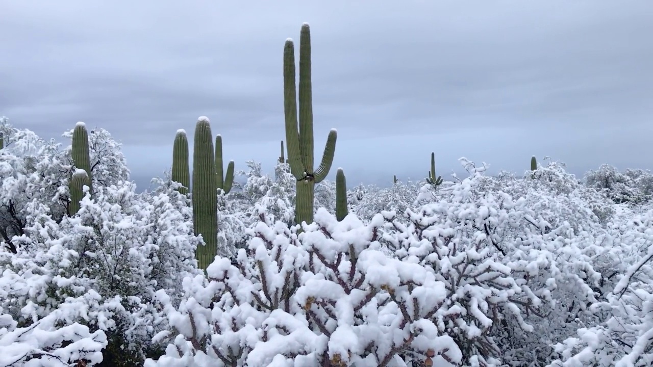 在亚利桑那州的仙人掌国家公园里，沙漠里的雪视频素材