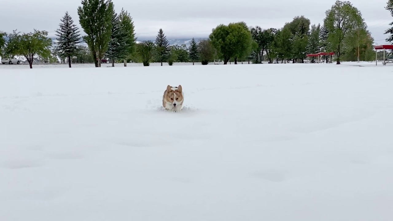 柯基在雪地里玩耍视频素材