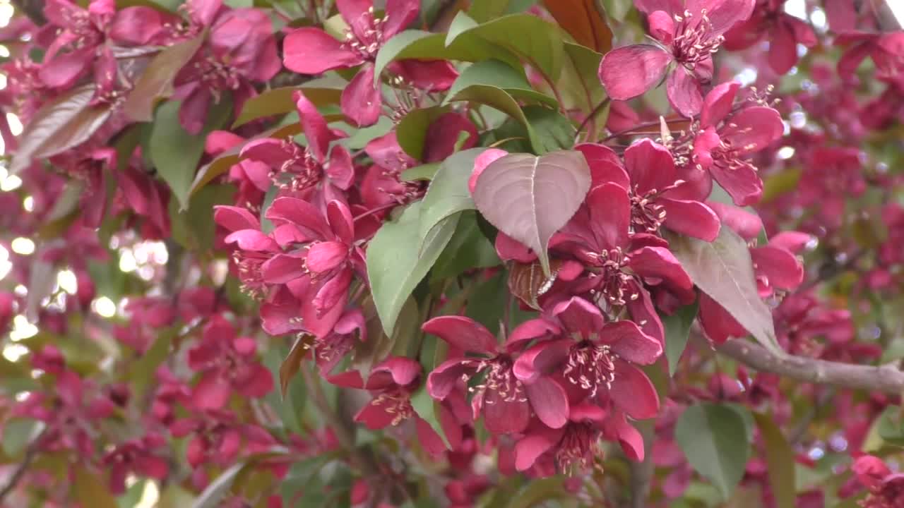 苹果树上的花是红色的视频素材