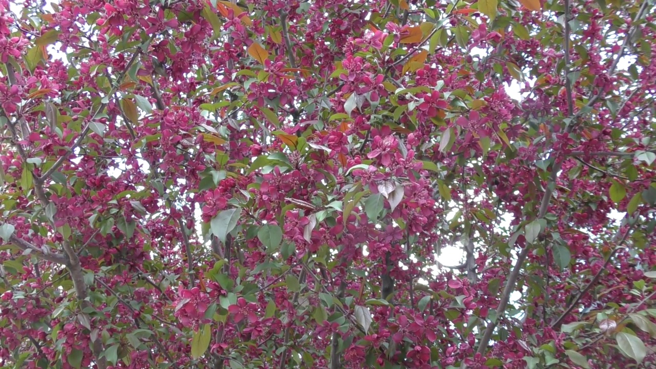 苹果树上的花是红色的视频素材