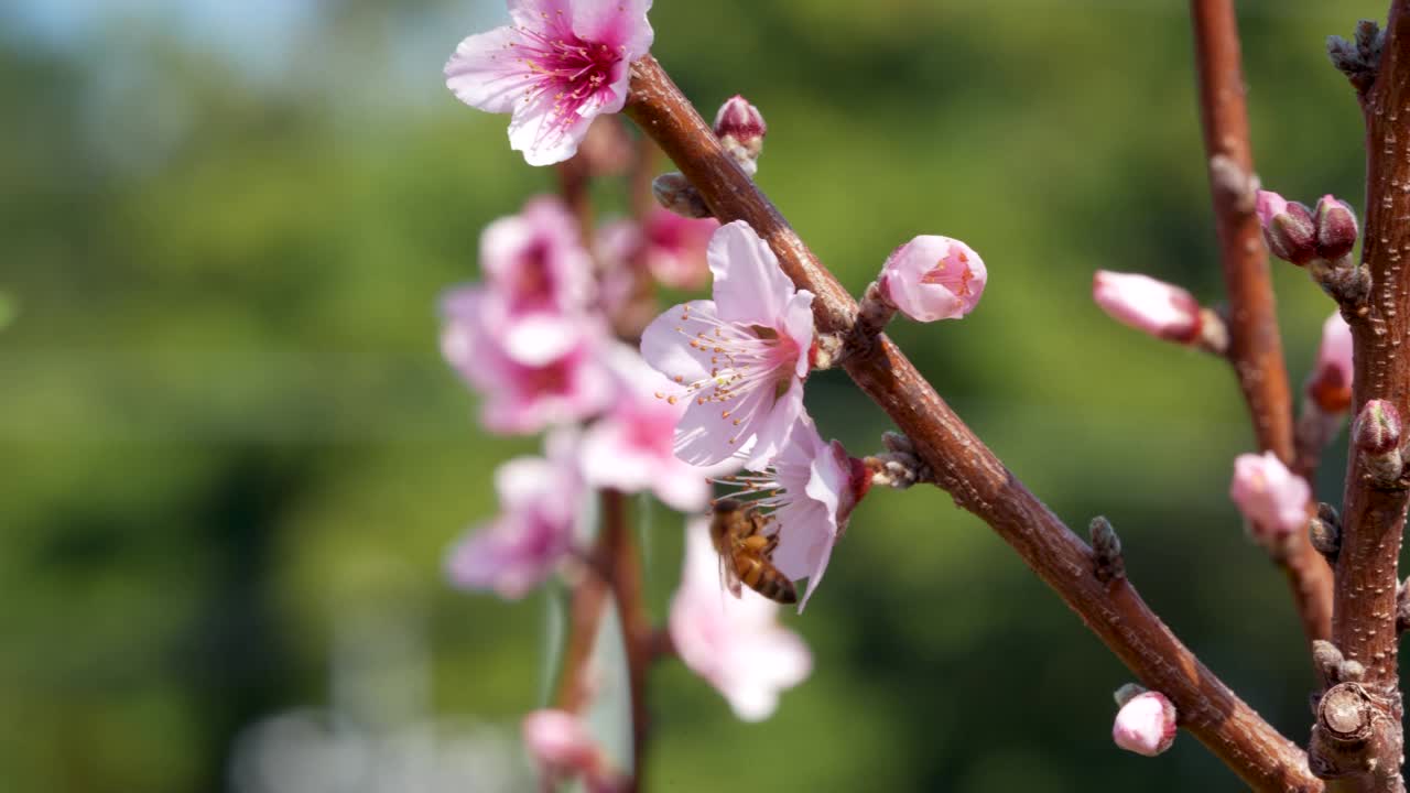 有一只蜜蜂在桃花上采蜜。视频素材