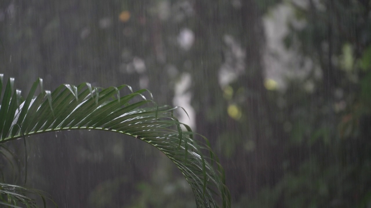 在泰国，热带雨滴落在大的绿色棕榈叶上视频素材