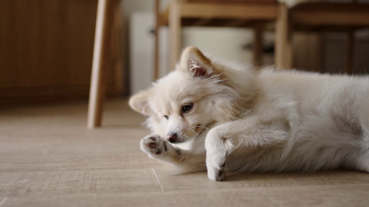 一只白棕色的博美犬在舔它的爪子视频素材