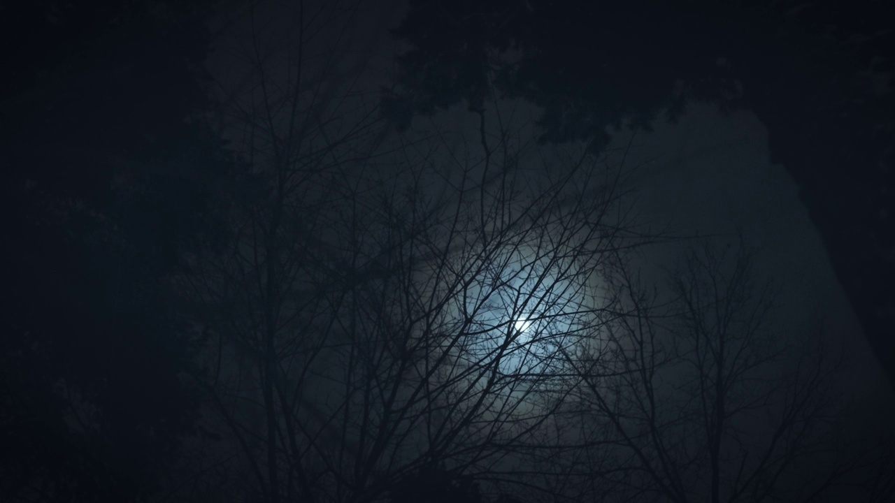 月亮透过树枝照进来。黑暗的夜晚森林场景视频素材