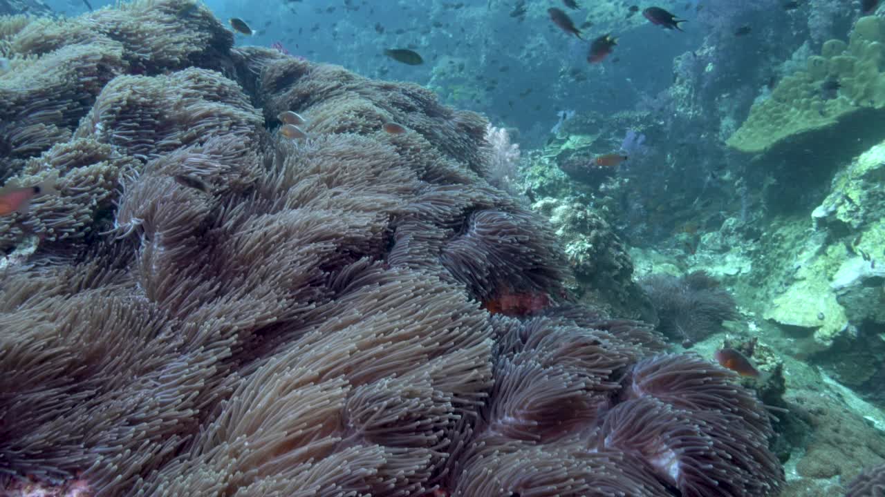 泰国Similan的黎塞留岩潜水地点的银莲花视频素材