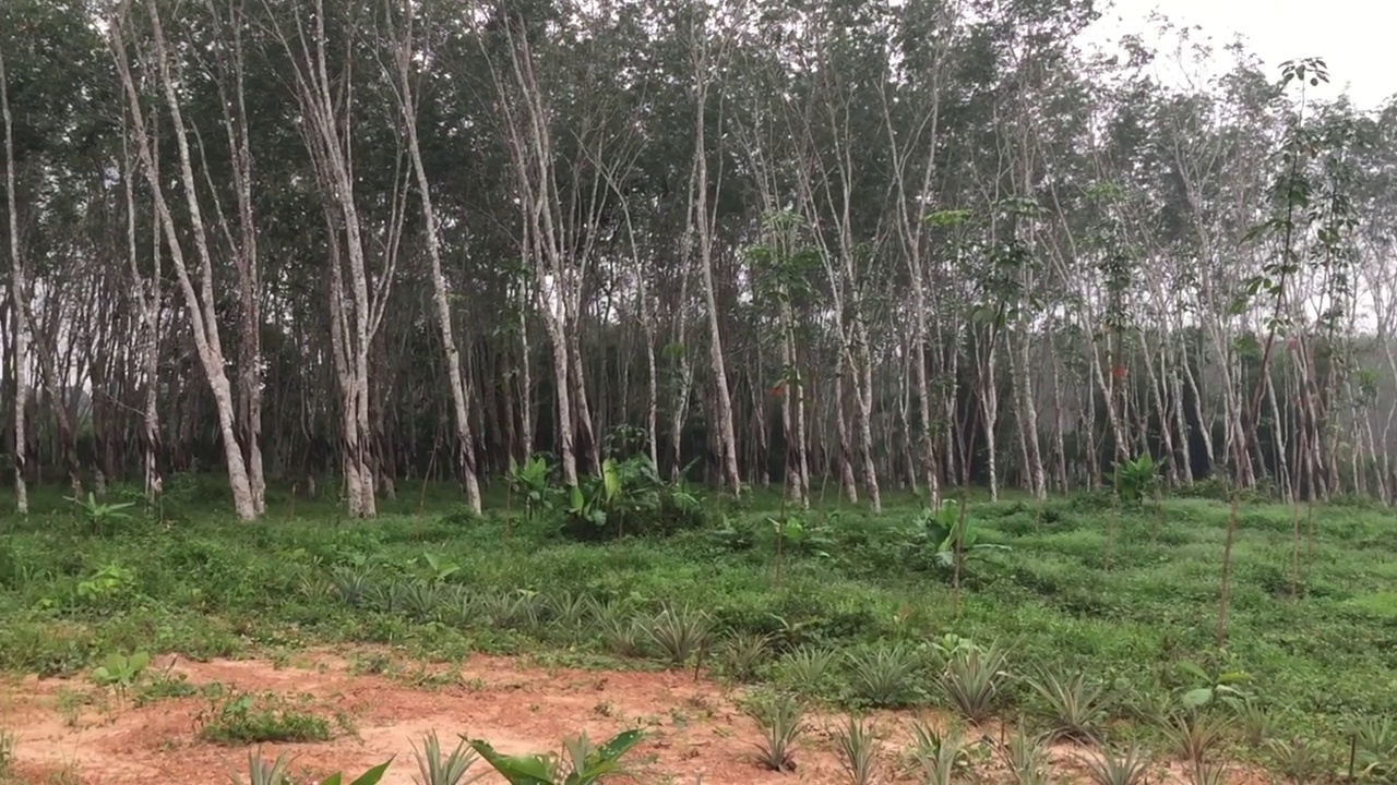 泰国南部的橡胶种植园视频素材