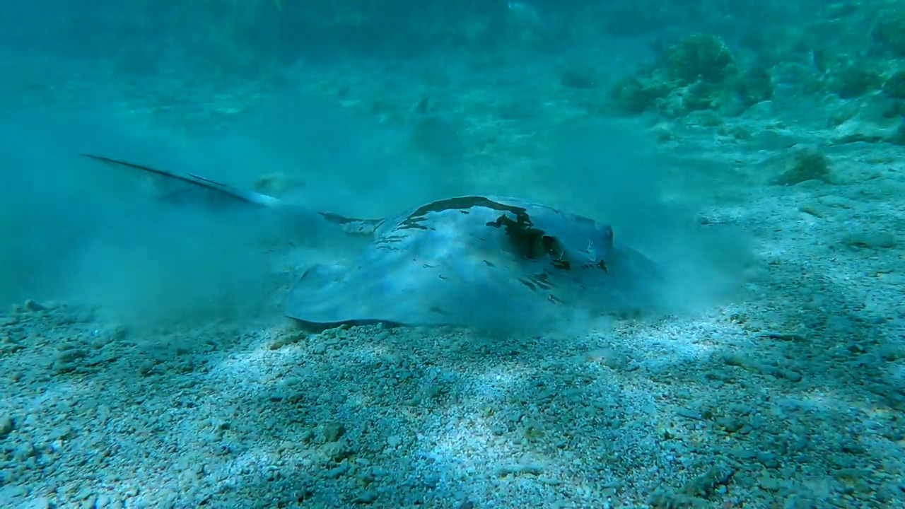 黄貂鱼在浅水珊瑚礁寻找食物的特写。Сowtail Weralli stingray (Pastinachus sephen)镜头向前靠近黄貂鱼。4 k-60pfs视频素材