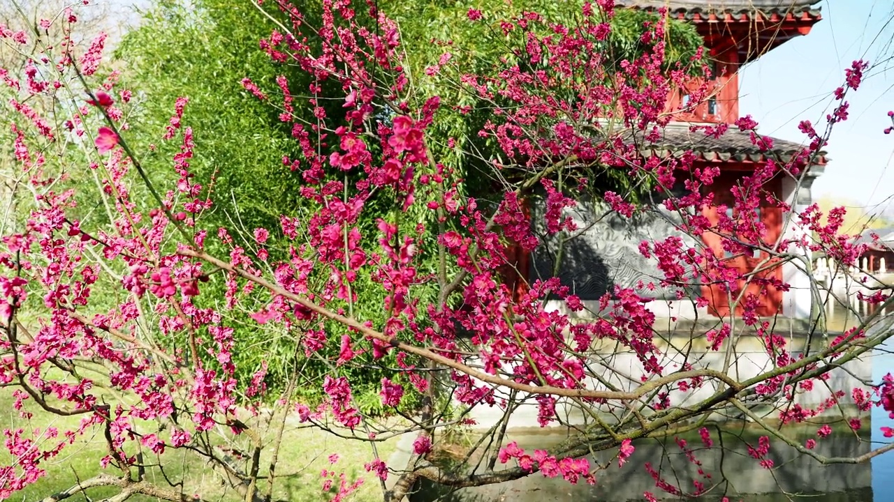 在水边的池塘里，日本温柏或日本木瓜春季大开的鲜红色花朵视频素材