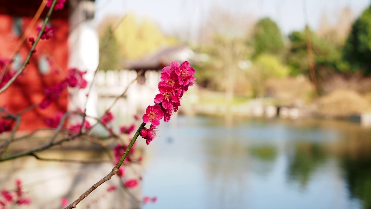 在水边的池塘里，日本温柏或日本木瓜春季大开的鲜红色花朵视频素材