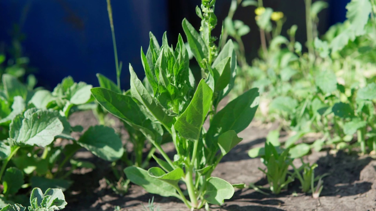 田野里生长着绿色的菠菜叶。有选择性的重点,农业视频素材