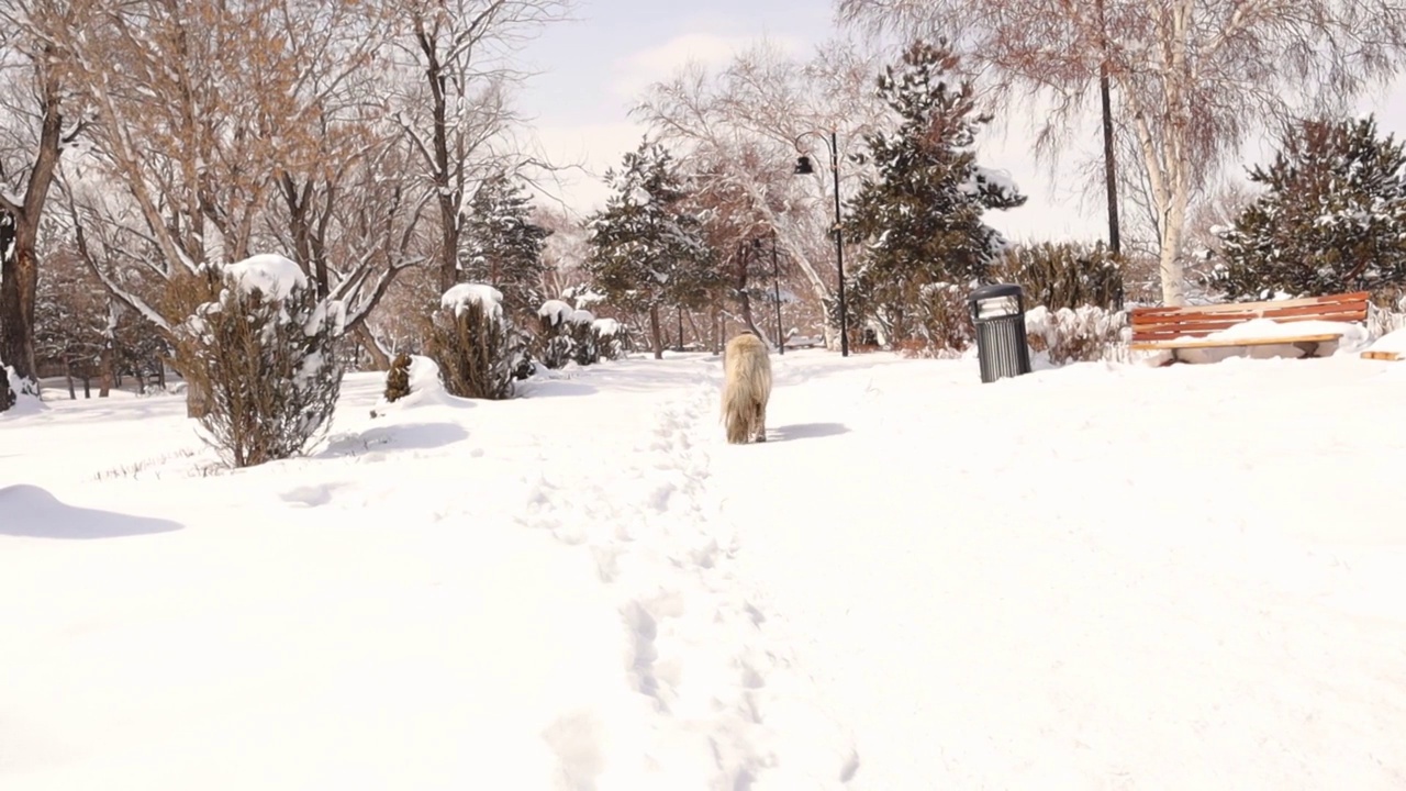 大流浪狗在寒冷的冬天在公园里散步。
白雪皑皑的城市里流浪的白狗。
长头发的狗。
宠物，宠物，动物，动物。
爱狗，悲伤的景象。
城市野生动物，野生自然视频素材