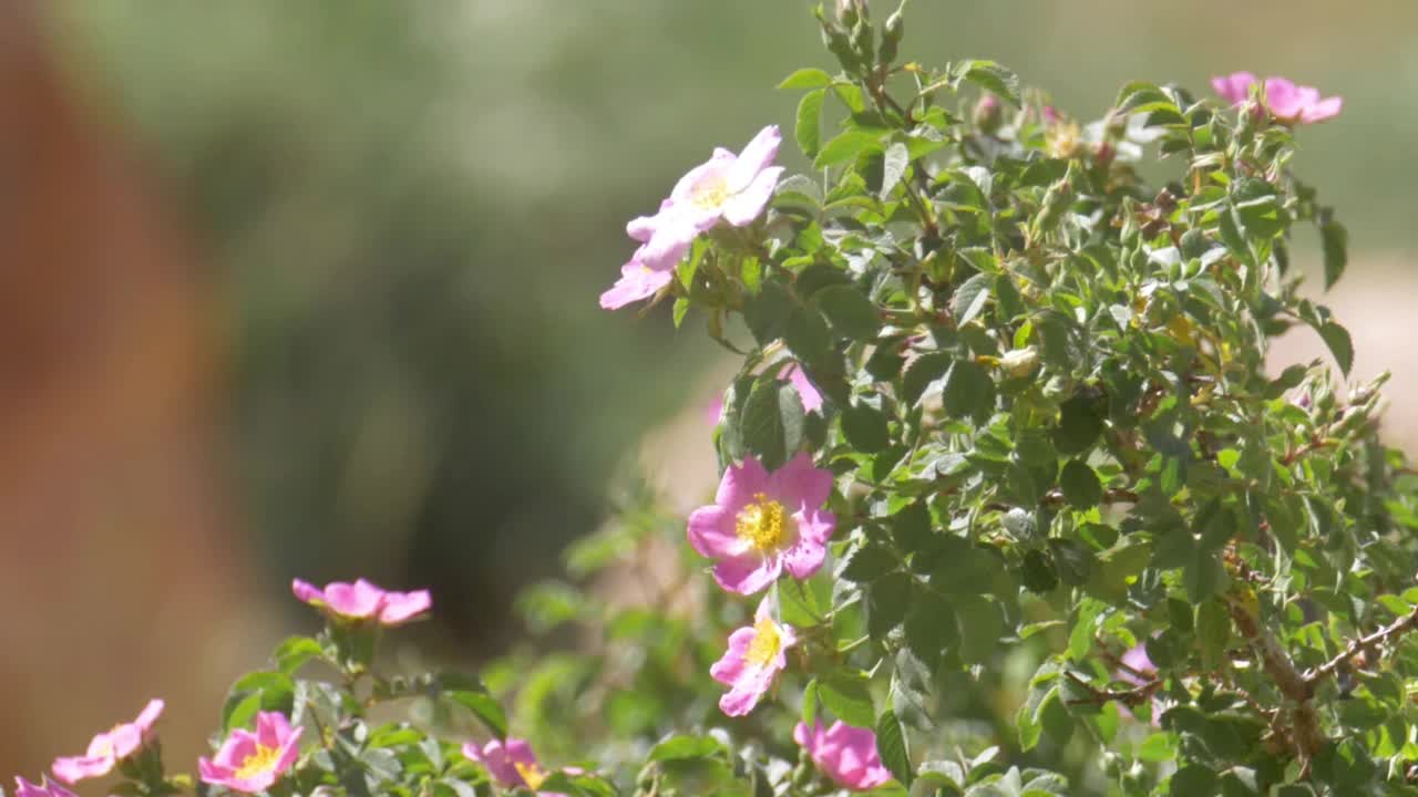 野玫瑰夏季开花视频素材