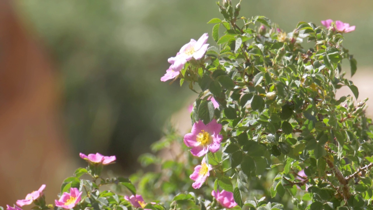 野玫瑰夏季开花视频素材