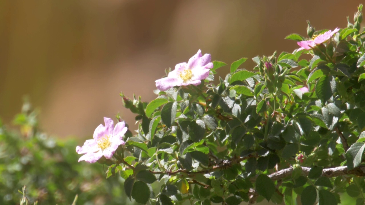 野玫瑰夏季开花视频素材