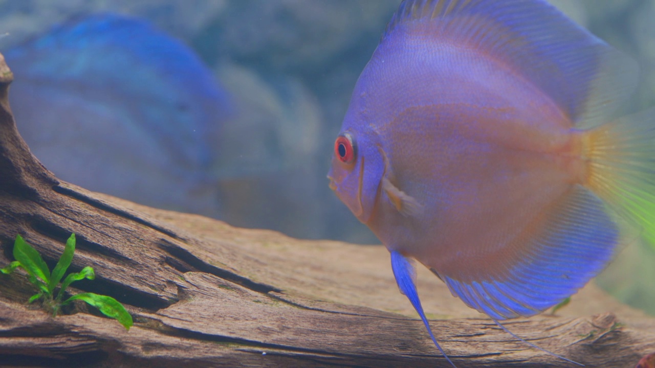 近距离观察蓝色菱形铁饼鱼慈鲷在水族馆游泳。热带鱼类。爱好的概念。瑞典。视频素材