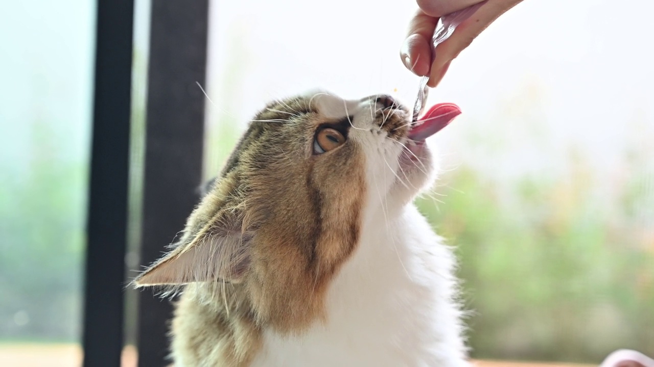 宠物主人给她的猫喂液体零食的特写。视频素材