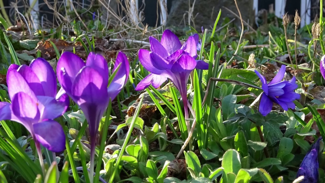 紫色番红花和黄色在外面生长。观赏神奇盛开的春花番红花。视频素材
