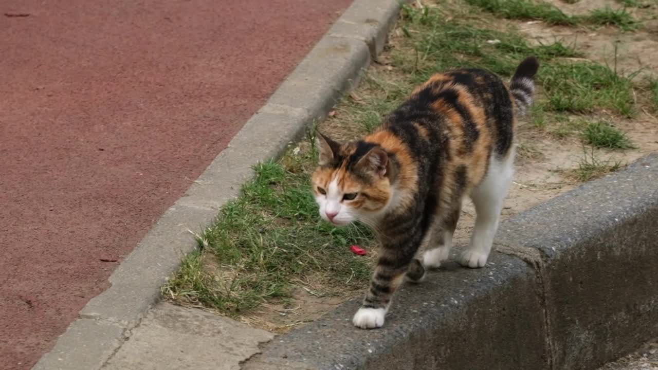 七彩流浪猫慢步像狮子视频素材