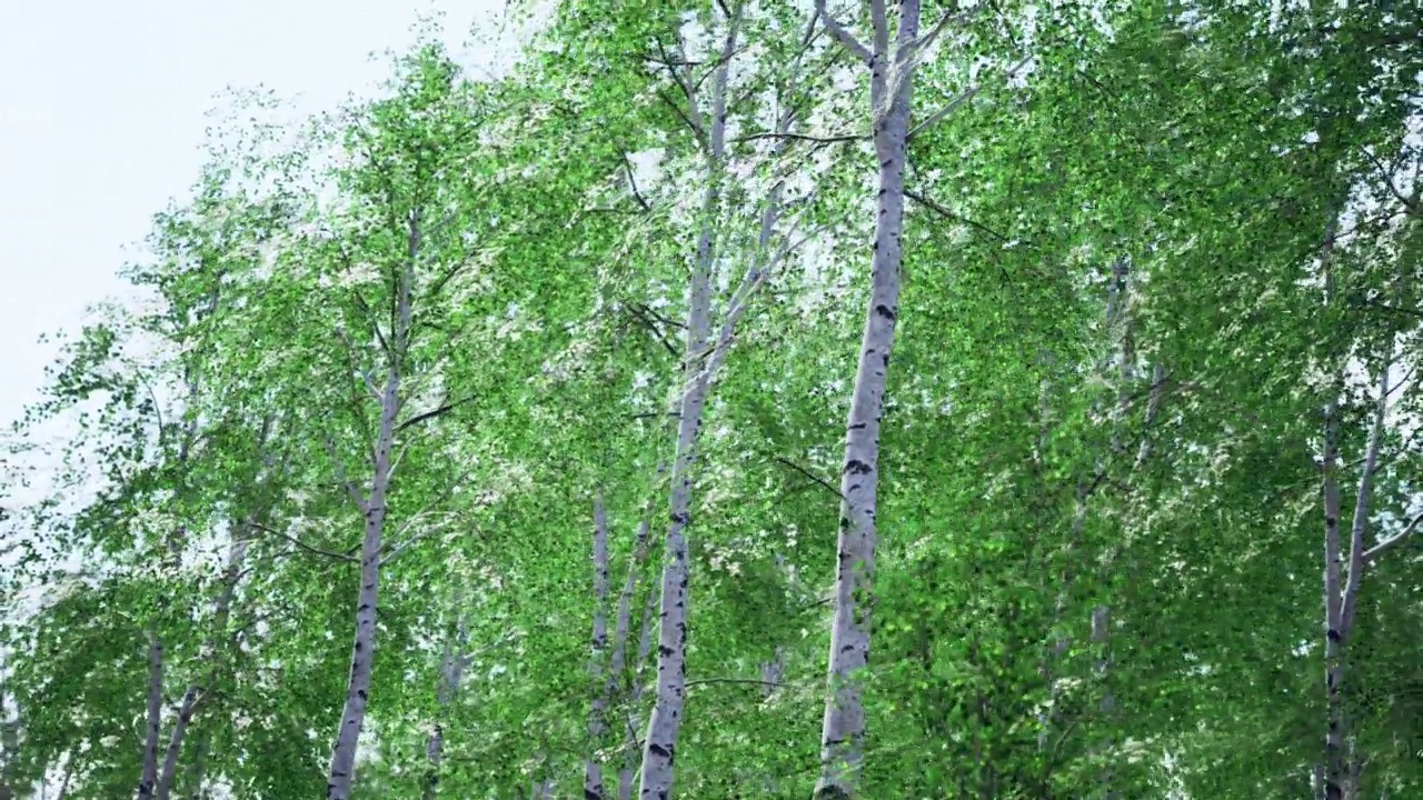 白桦树在夏天的森林里视频素材