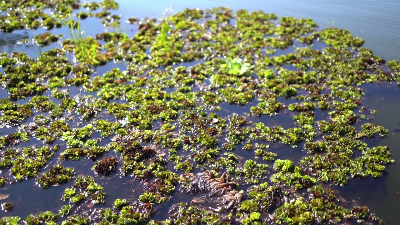 绿色水生植物漂浮在自然水中的镜头。视频素材