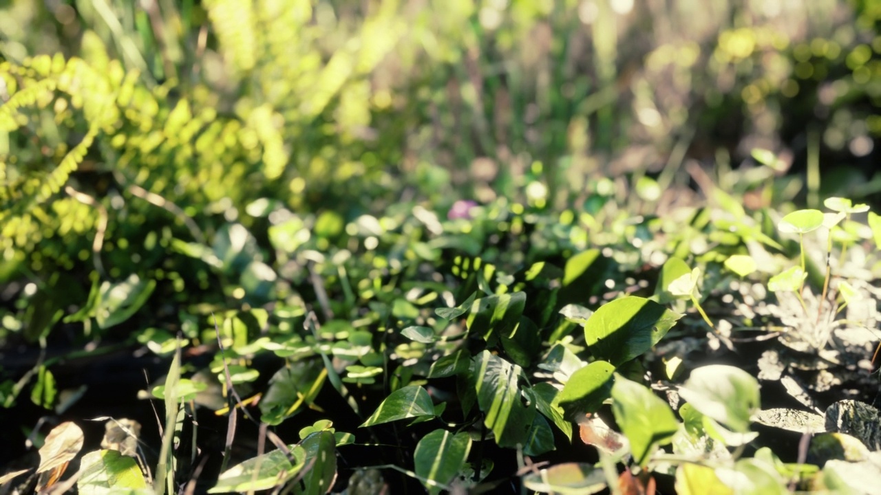 近距离观赏热带大自然的绿叶和青草视频素材