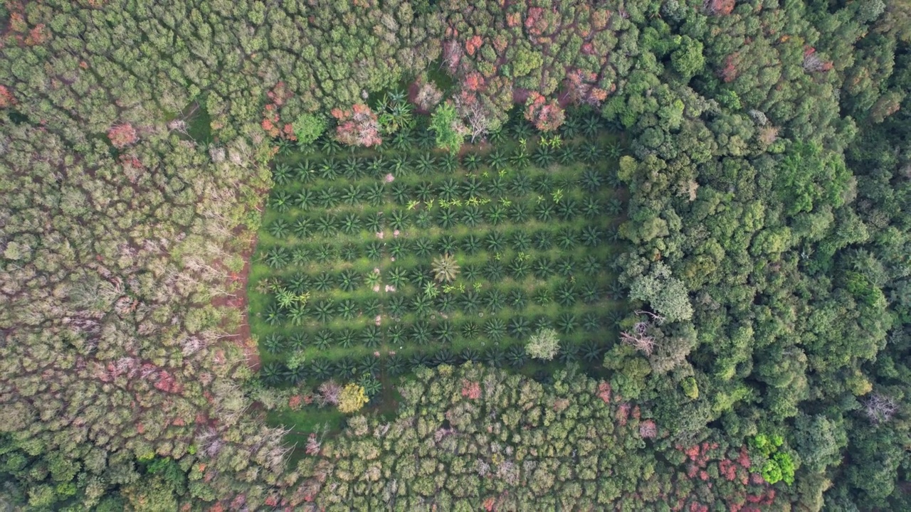 小棕榈树苗圃从空中在秋季森林视频素材