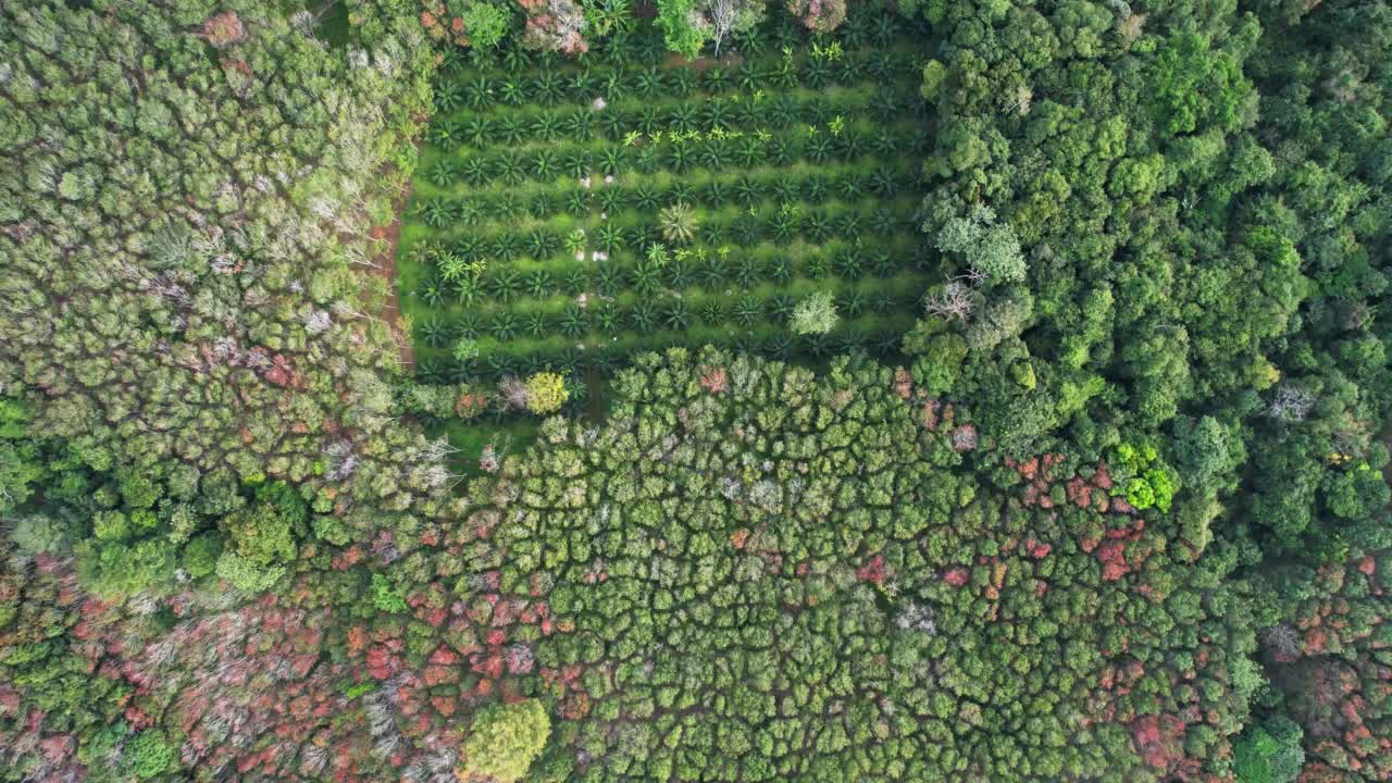 小棕榈树苗圃从空中在秋季森林视频素材