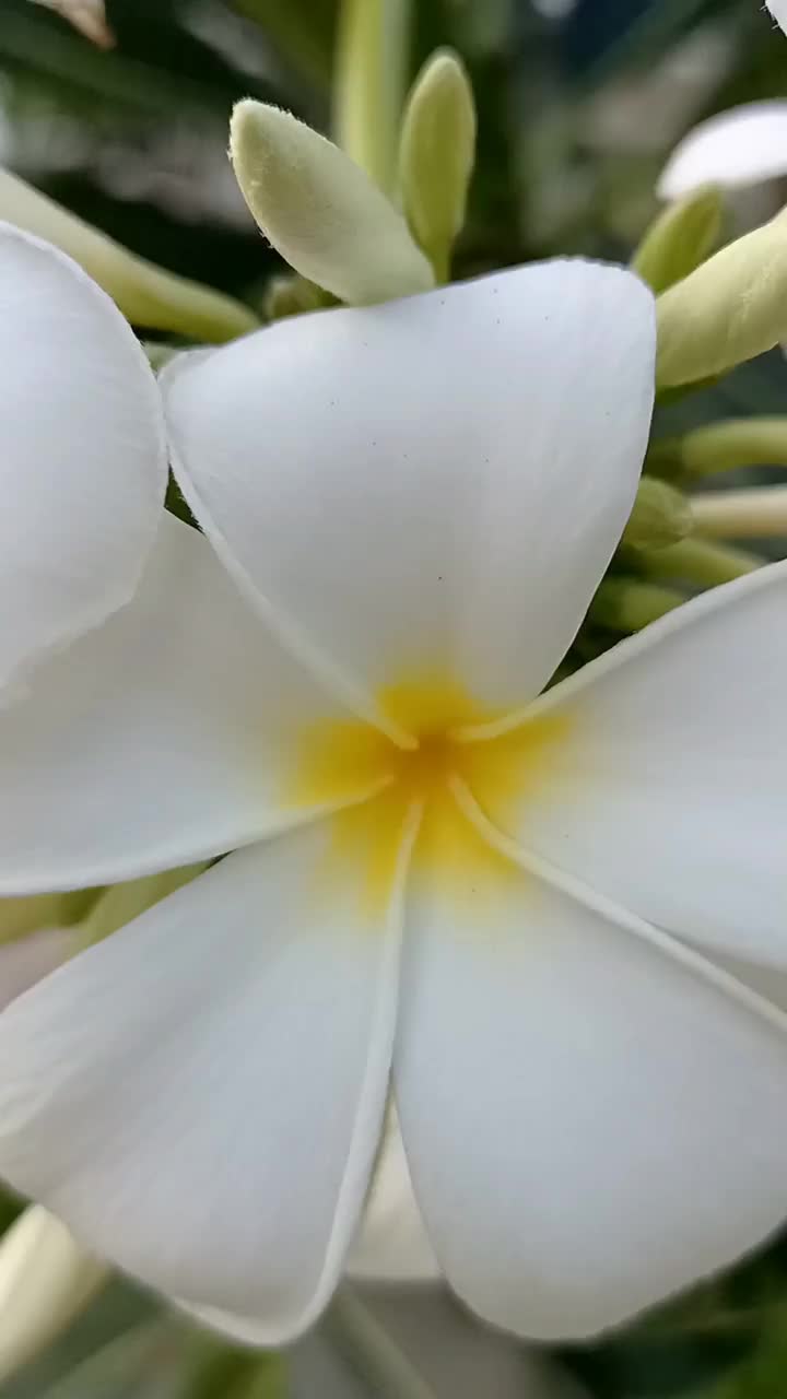 白色鸡蛋花在风中摇曳视频素材