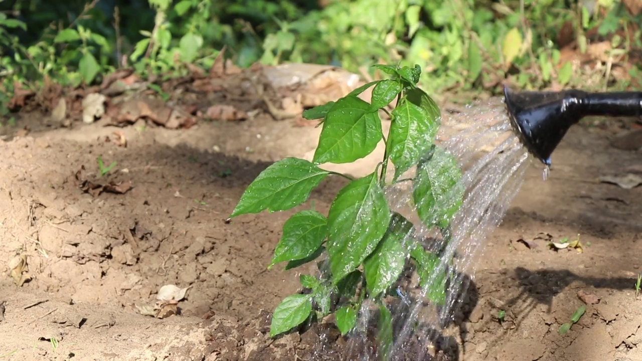 在阳光明媚的日子里，用喷壶浇灌在自家后院种植的辣椒幼苗视频素材