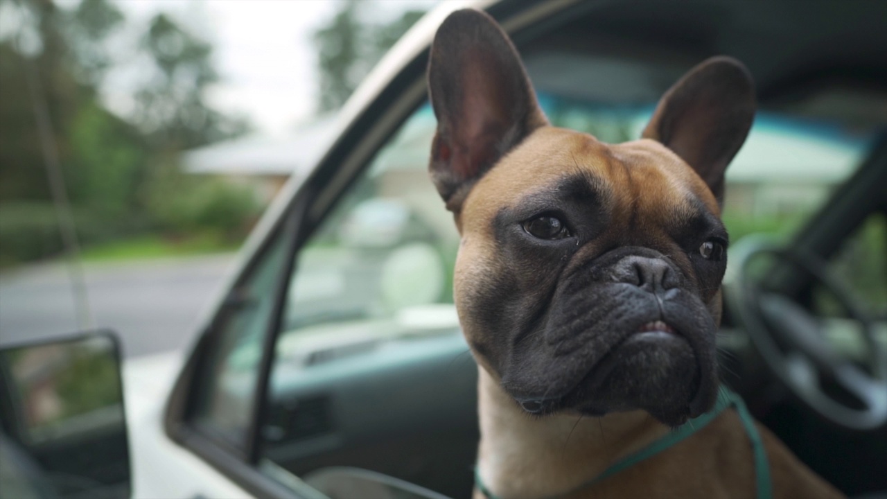 一只法国斗牛犬从车窗往外看视频素材