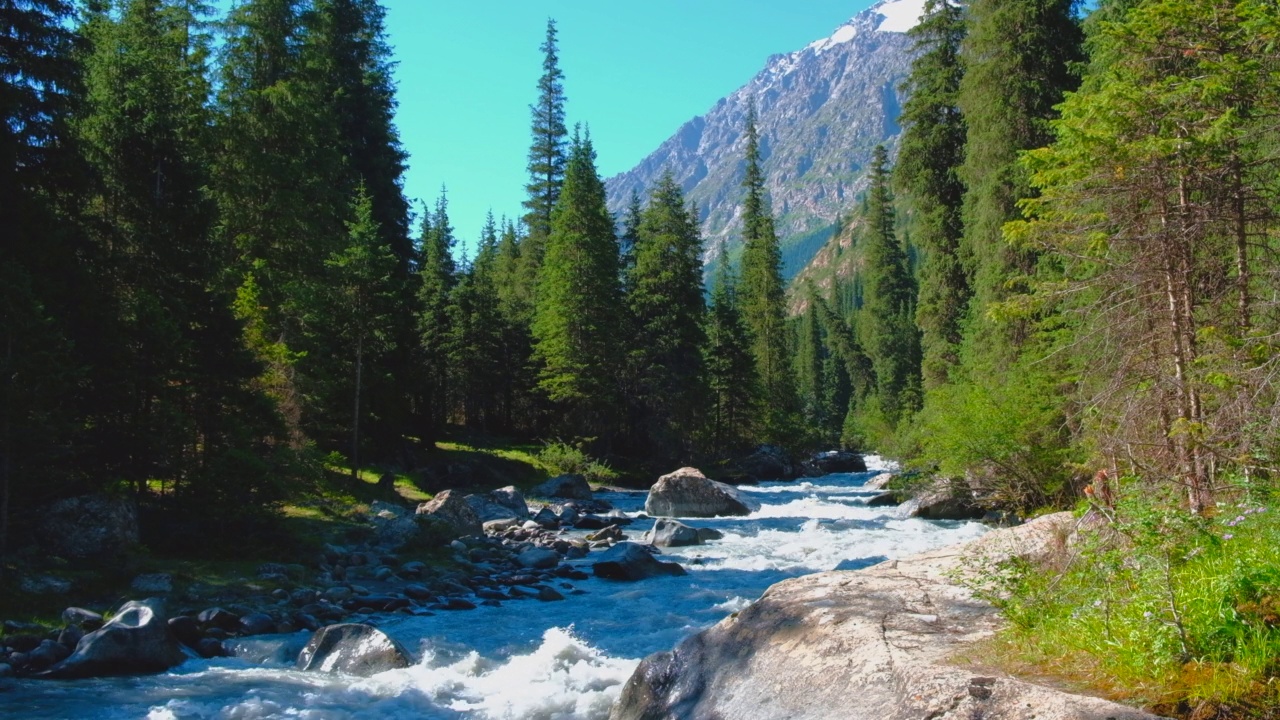 美丽的山河，水流湍急，泡沫飞溅。美丽的山河和周围生长的云杉林。视频下载