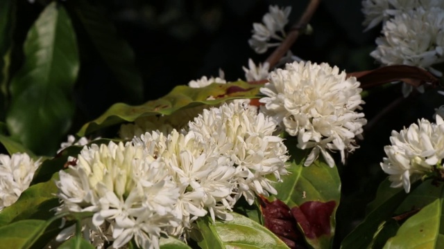 咖啡花盛开，蜜蜂飞来飞去，从新鲜的罗布斯塔花上采集食物视频素材