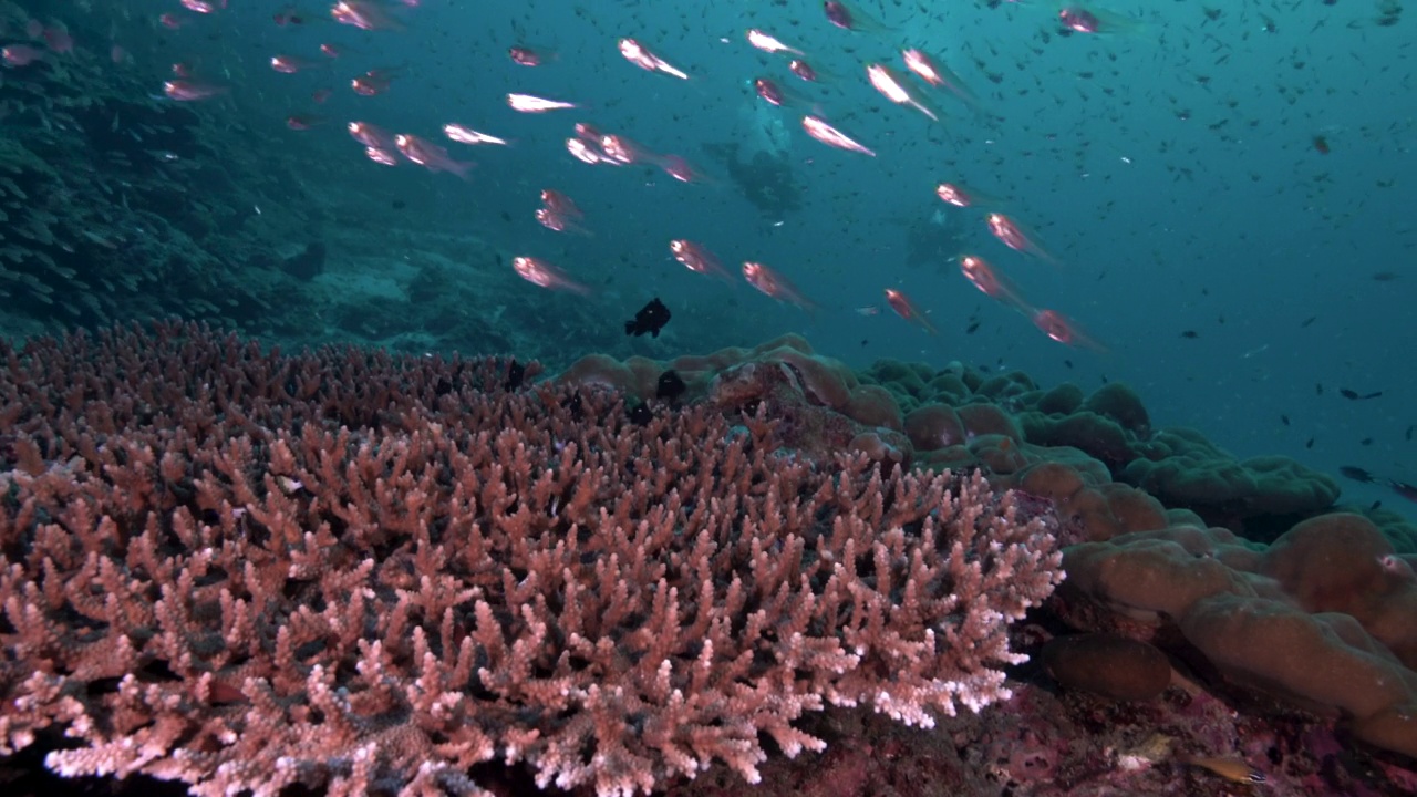 两名水肺潜水员靠近大桌子珊瑚(Acropora)泰国视频素材