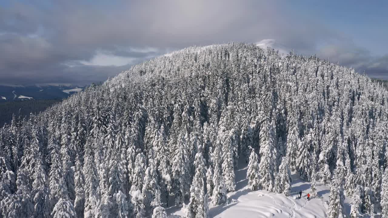 一场大雪过后，神奇的冰冻云杉被太阳照亮。视频素材