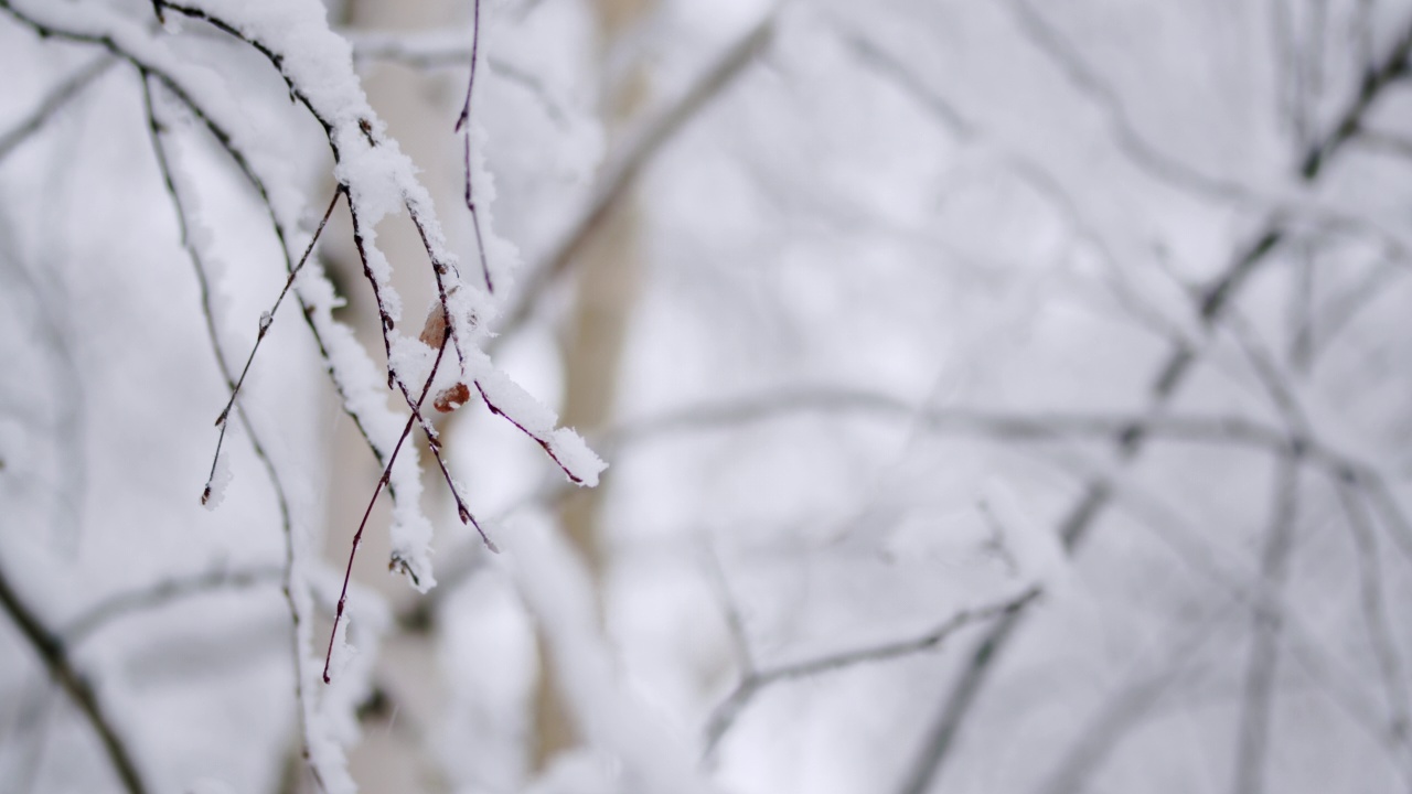 白桦树的树枝上有美丽的干燥的叶子在雪下。锅视频素材