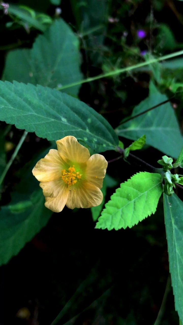 野生植物的花瓣视频素材