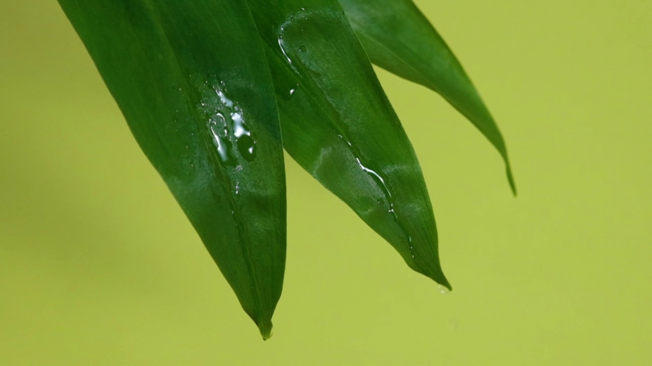 水滴在野生蒜叶上视频下载