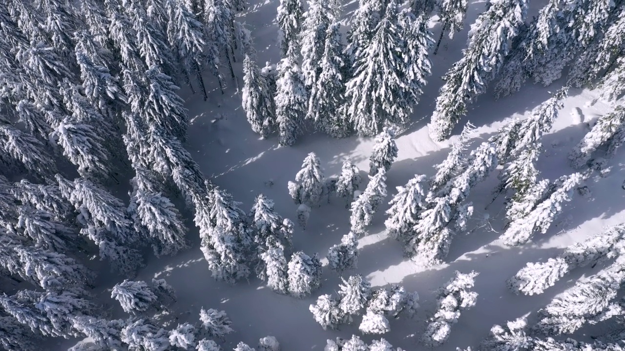 在一个霜冻的日子，无人机在下雪后从云杉树的顶部到底部拍摄。视频素材