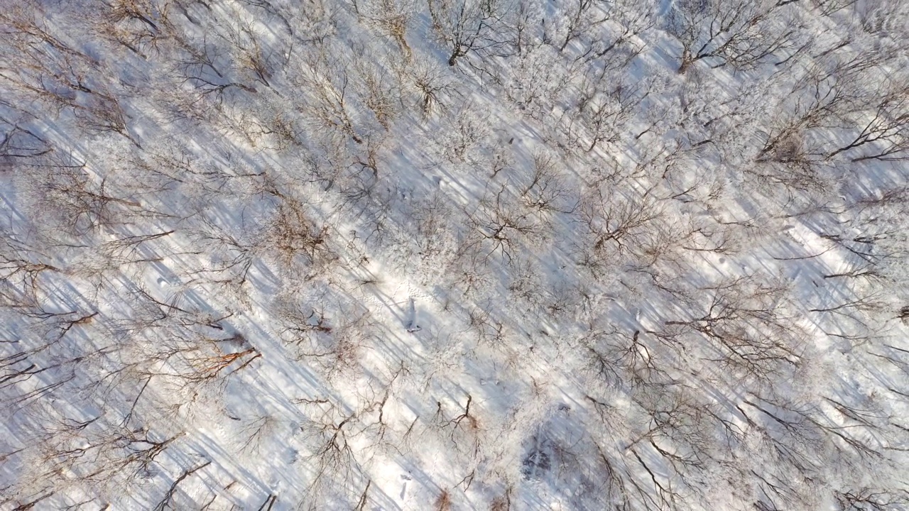 在一个阳光明媚的日子里，一架无人机飞过一片白雪皑皑的森林。视频素材