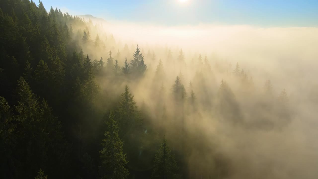 秋季日出时，从空中俯瞰明亮的雾蒙蒙的早晨，俯瞰黑暗的山林树木。黎明时分的野生森林的美丽景色视频素材