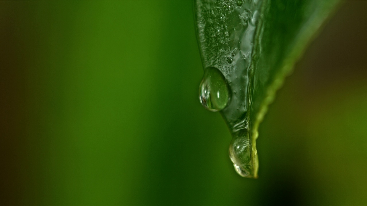 ECU水滴下绿叶视频素材