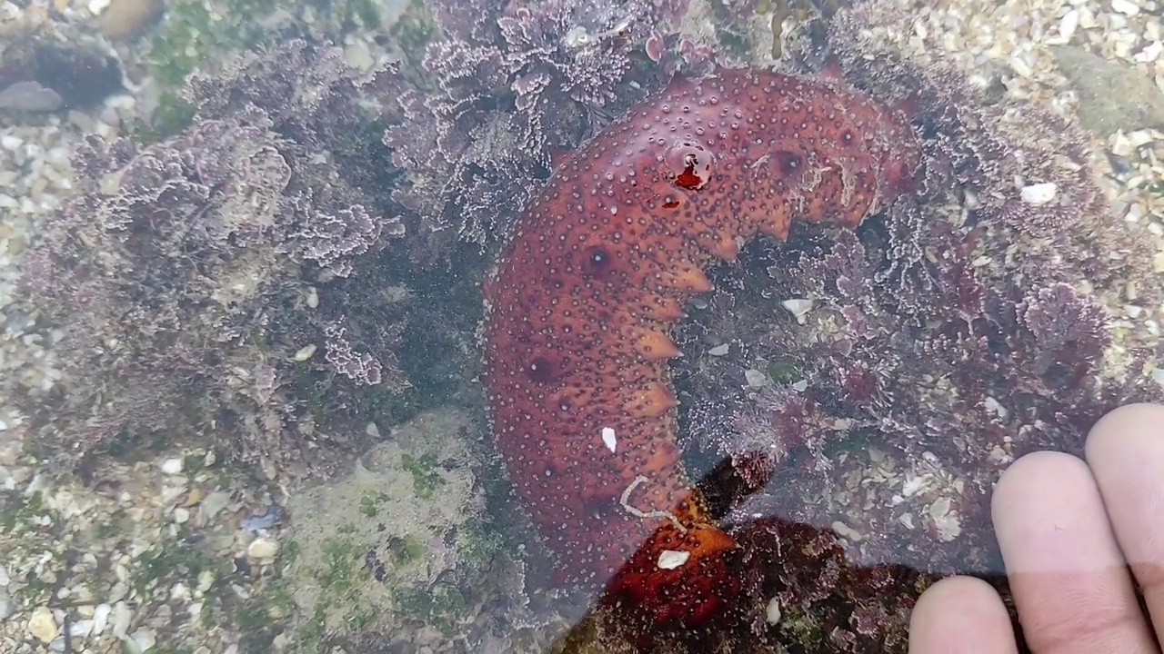 海参视频素材