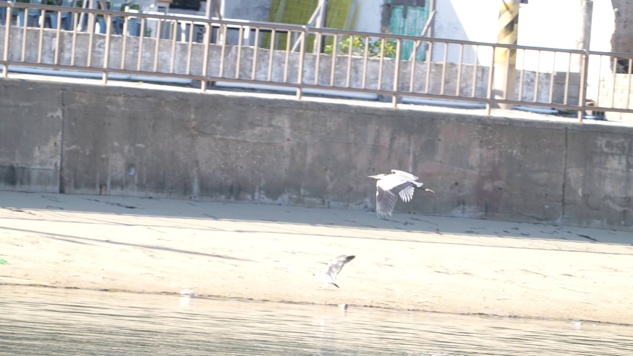 苍鹭(Ardea cinerea) /全南道，韩国视频素材