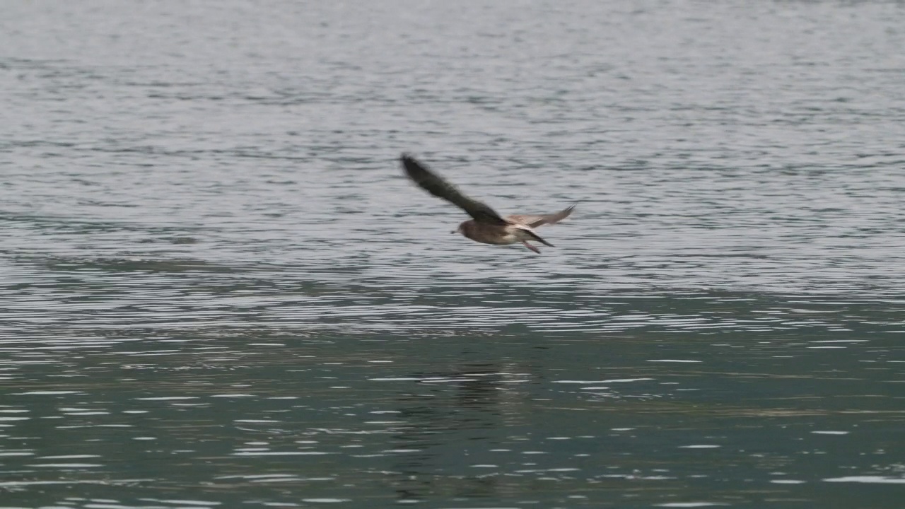 普通海鸥(canus Larus) /全南道，韩国视频素材