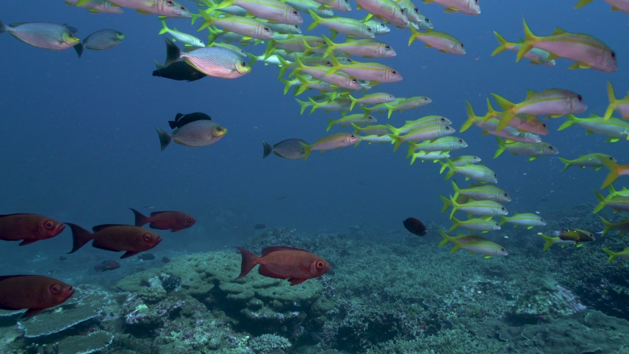 泰国安达曼海的黄鳍山羊鱼(Mulloidichthys vanicolensis视频素材