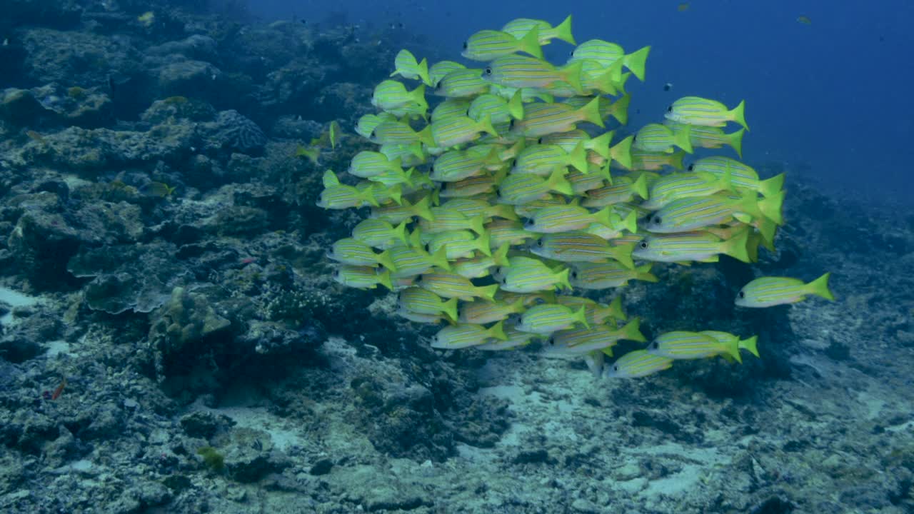 野生热带五纹笛鲷(Lutjanus quinquelineatus)视频素材