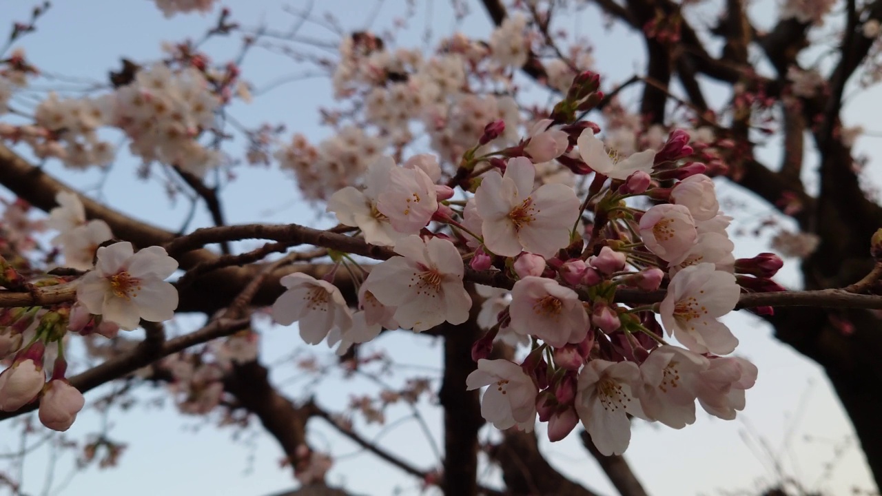 樱花，花蕾，花蕾，开花，花，粉色，自然，花园，美丽，植物，颜色，季节，盛开，白色，树叶，美丽，向上视频素材